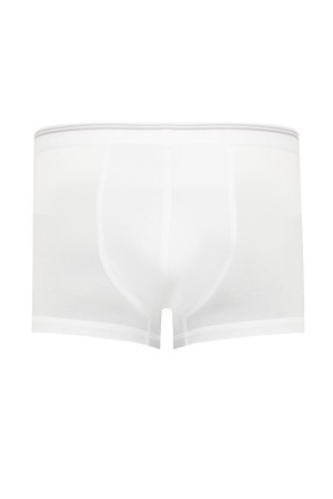 боксеры  фотография